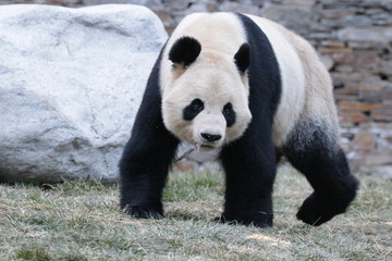 Close up Walking Panda on the Yard, Wolong Giant Panda Nature Reserve, China