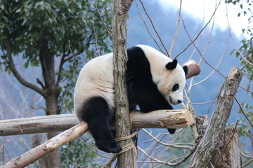 Fototapeta premium giant panda bear, Bao Bao , Wolong Giant Panda Nature Reserve, China