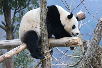 Close up American Born Female Panda, Bao Bao ,Wolong Giant Panda Nature Reserve, China