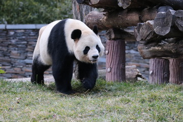 Obraz premium Funny Pose of Giant Panda, Wolong Giant Panda Nature Reserve, China
