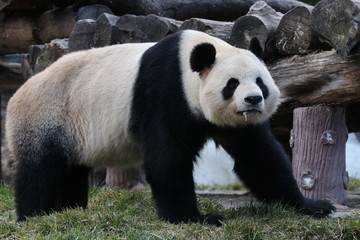 Obraz premium Funny Pose of Giant Panda, Wolong Giant Panda Nature Reserve, China