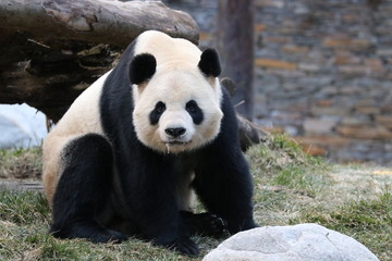 Fototapeta premium Funny Pose of Giant Panda, Wolong Giant Panda Nature Reserve, China