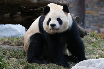 Funny Pose of Giant Panda, Wolong Giant Panda Nature Reserve, China