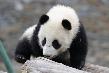 Obraz premium Close up Little Panda looking at Something, Wolong Giant Panda Nature Reserve, China