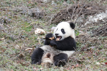 Close up Baby Panda is Playing with Dried Leaf, Wolong Giant Panda Nature Reserve, China