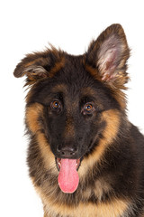 German shepherd puppy isolated on white background