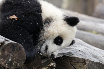 Close up Little Baby Panda on the Green Yard, Wolong Giant Panda Nature Reserve, China