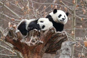 Cute Baby Pandas on the Wood Log, Wolong Giant Panda Nature Reserve, China