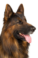 Long-haired German shepherd dog portrait studio isolated on white background