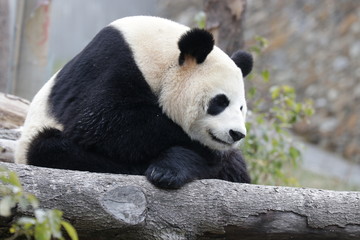 Fototapeta premium Giant Panda Cub is Taking a Nap after Lunch, Wolong, China