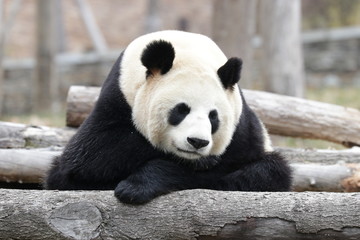 Fototapeta premium Giant Panda Cub is Taking a Nap after Lunch, Wolong, China