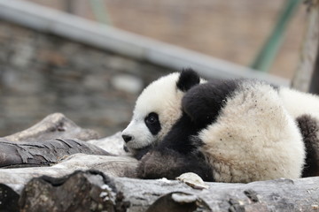 Obraz premium Cute Baby Panda is Sleepy , trying to Sleep, Wolong Giant Panda Nature Reserve, China