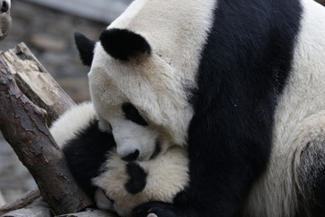 Precious Moment of Mother Panda and her cub, Wolong, China
