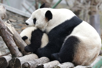 Precious Moment of Mother Panda and her cub, Wolong, China