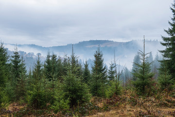 foggy Carpathian Mountains