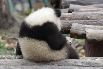 Fluffy Back of Little panda