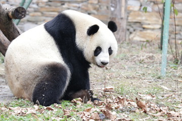 Beautiful female Panda, Lin Bing, Wolong Giant Panda Nature Reserve, China