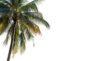 Fototapeta na wymiar coconut tree on white background,cipping path.