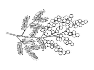Hand drawn blooming mimosa or silver wattle flowers vector illustration.