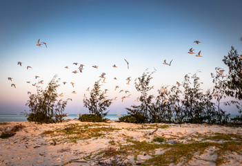 flock of birds in flight