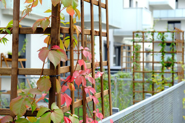Fototapeta na wymiar Wild grapes grow in a cozy courtyard of modern apartment building.