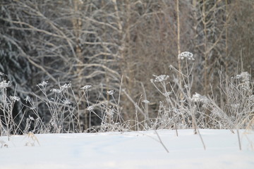 Wildflowers covered hoarfrost on background of dark trees.