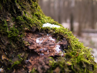 green moss on a birch tree in winter, close-up