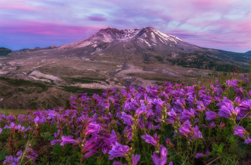 Fototapeta na wymiar Mountains - Wildflowers - Sunset