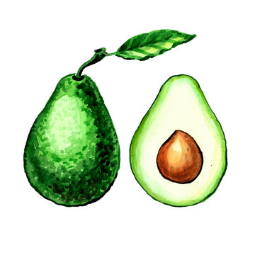 watercolor drawing green avocado set