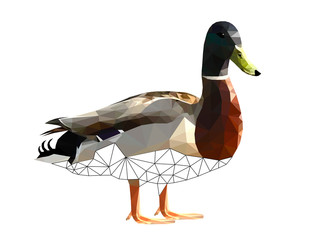 Low poly triangular and wireframe duck on white background, vector illustration isolated.  Polygonal style trendy modern logo design. Suitable for printing on a t-shirt.
