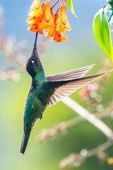 Blue hummingbird Violet Sabrewing flying next to beautiful red flower. Tinny bird fly in jungle. Wildlife in tropic Costa Rica. Two bird sucking nectar from bloom in the forest. Bird behaviour © vaclav