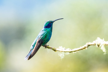Fototapeta premium Niebieski koliber Violet Sabrewing lecący obok pięknego czerwonego kwiatu. Tinny ptak leci w dżungli. Dzika przyroda w tropiku Kostaryki. Dwa ptaki ssące nektar z rozkwitu w lesie. Zachowanie ptaków