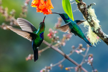 Blue hummingbird Violet Sabrewing flying next to beautiful red flower. Tinny bird fly in jungle. Wildlife in tropic Costa Rica. Two bird sucking nectar from bloom in the forest. Bird behaviour © vaclav