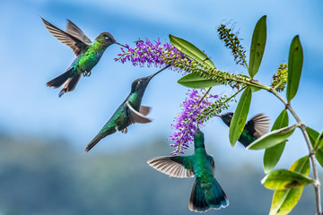 Blue hummingbird Violet Sabrewing flying next to beautiful red flower. Tinny bird fly in jungle. Wildlife in tropic Costa Rica. Two bird sucking nectar from bloom in the forest. Bird behaviour © vaclav