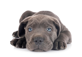 puppy cane corso