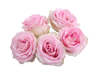 Pink rose flowers arrangement isolated on white background