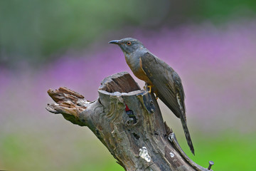 Plaintive Cuckoo bird