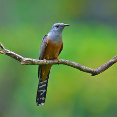 Plaintive Cuckoo bird
