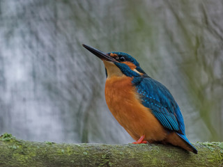 The common kingfisher, Alcedo atthis.