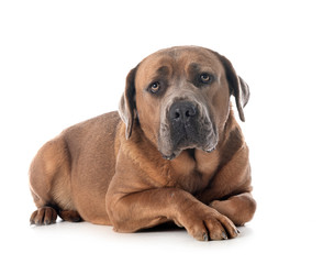 cane corso in studio