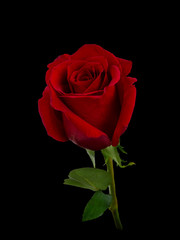Dark red rose with green leaves