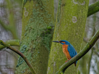 The common kingfisher, Alcedo atthis.