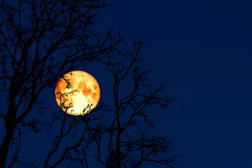 Fototapete Vollmond full worm moon back on silhouette plant and trees on night sky