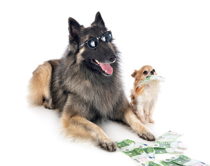 tervueren and chihuahua