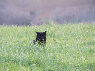 Gatto selvatico