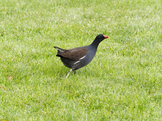 Common moorhen or common gallinule (Gallinula chloropus) a waterbird with yellow legs, long toes, red frontal shield, wings and plumage blackish-olive with white undertail