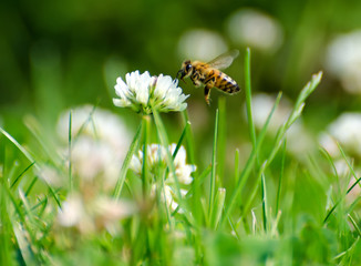 Bee Looking for Pollen on a Flower.