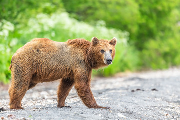 Obraz premium Ruling the landscape, brown bears of Kamchatka (Ursus arctos beringianus)