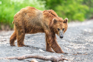 Ruling the landscape, brown bears of Kamchatka (Ursus arctos beringianus)