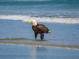 Bald eagle